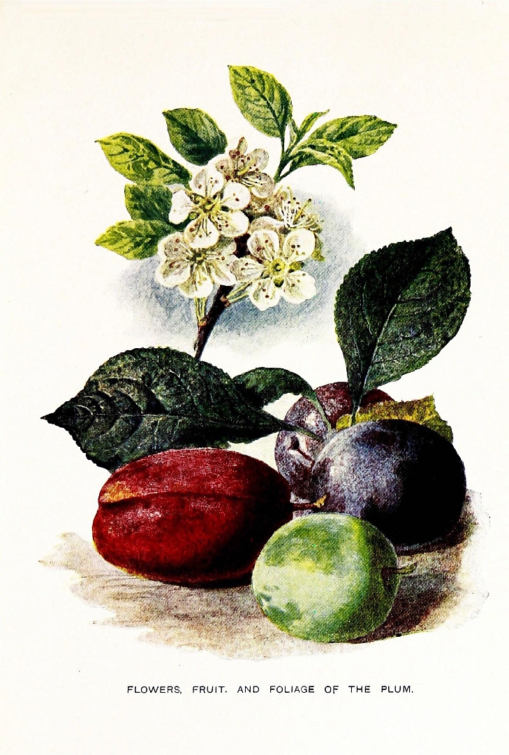 no HD illustration available (3)