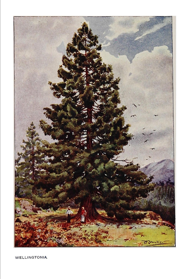 no HD illustration available (3)