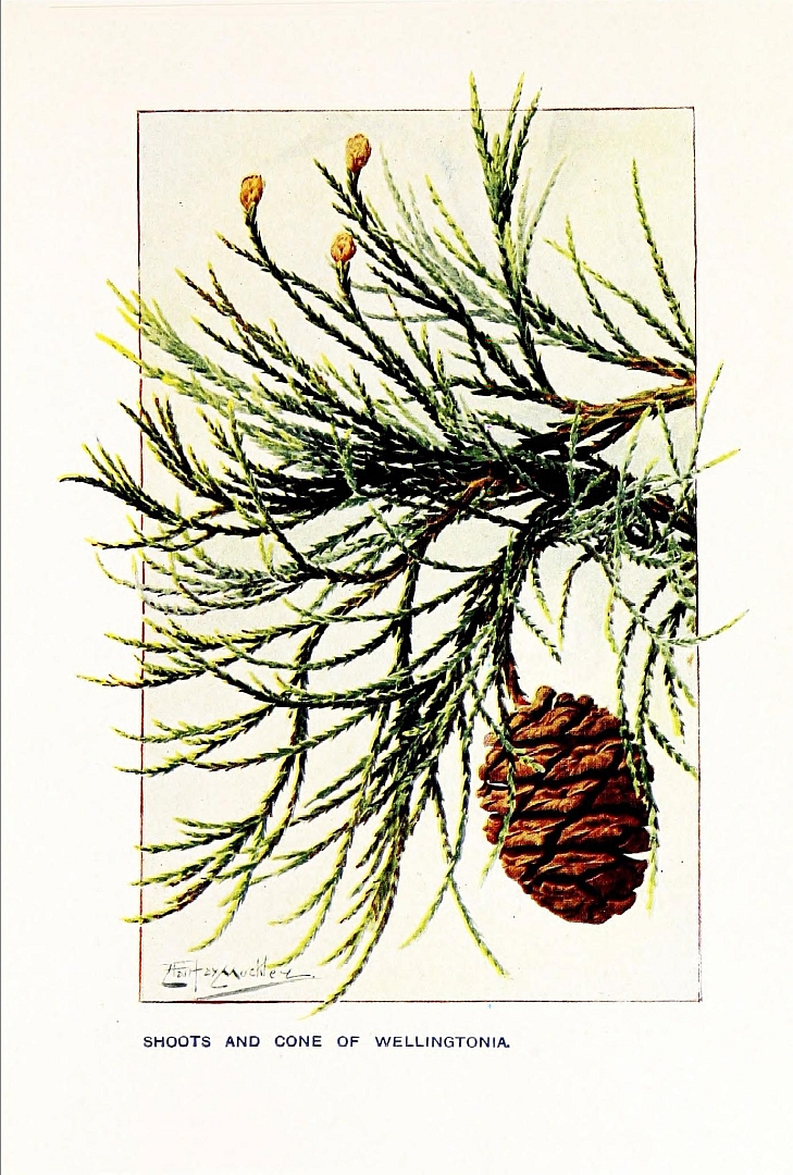 no HD illustration available (3)