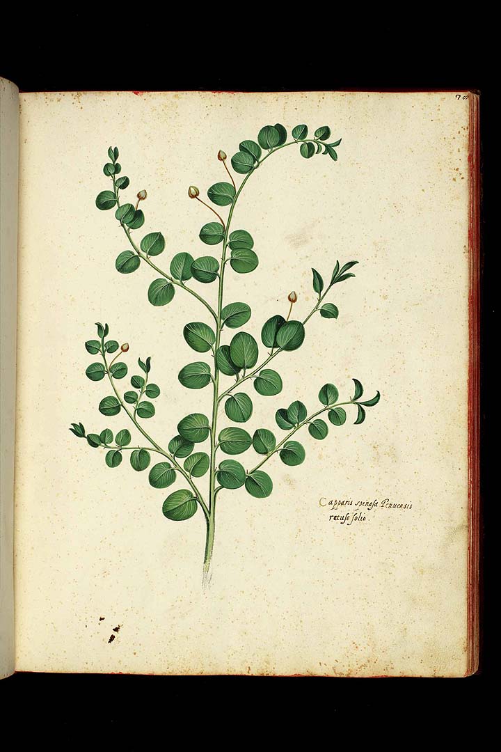 no HD illustration available