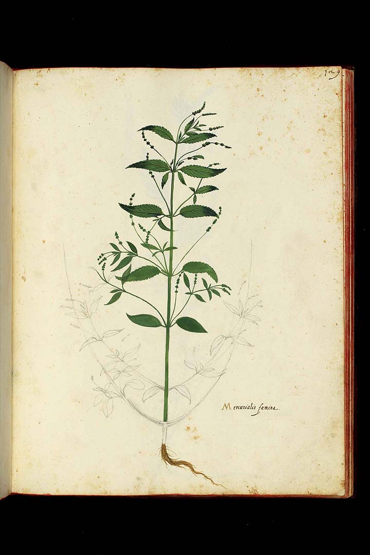 no HD illustration available