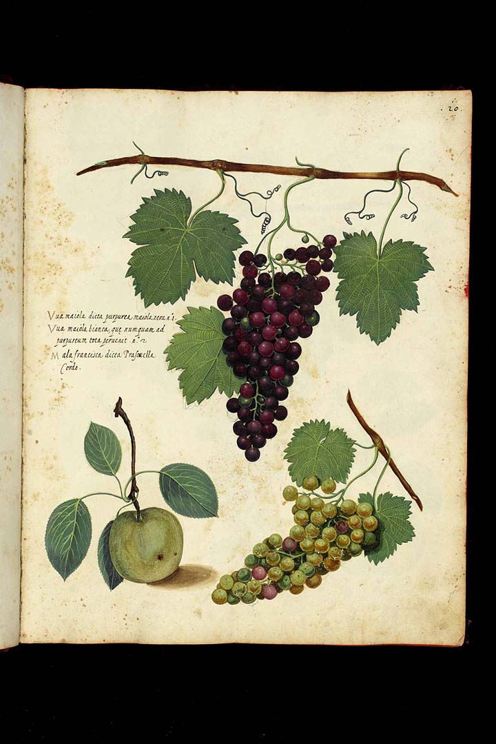 no HD illustration available