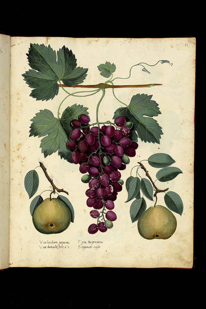 no HD illustration available