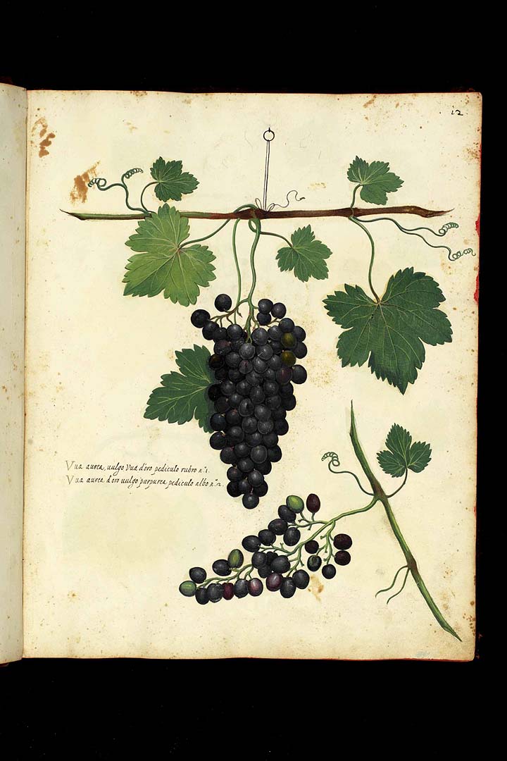 no HD illustration available