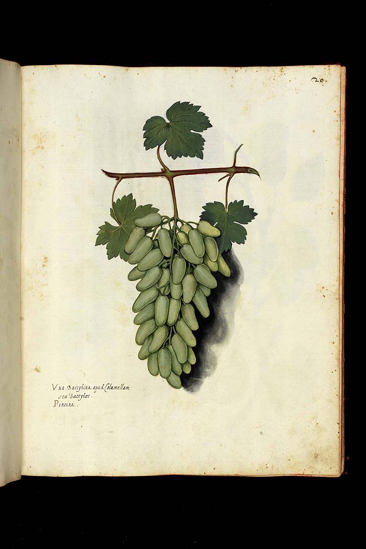 no HD illustration available