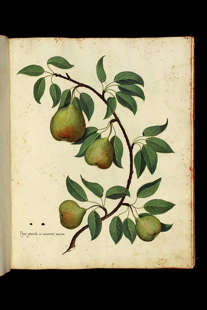 no HD illustration available