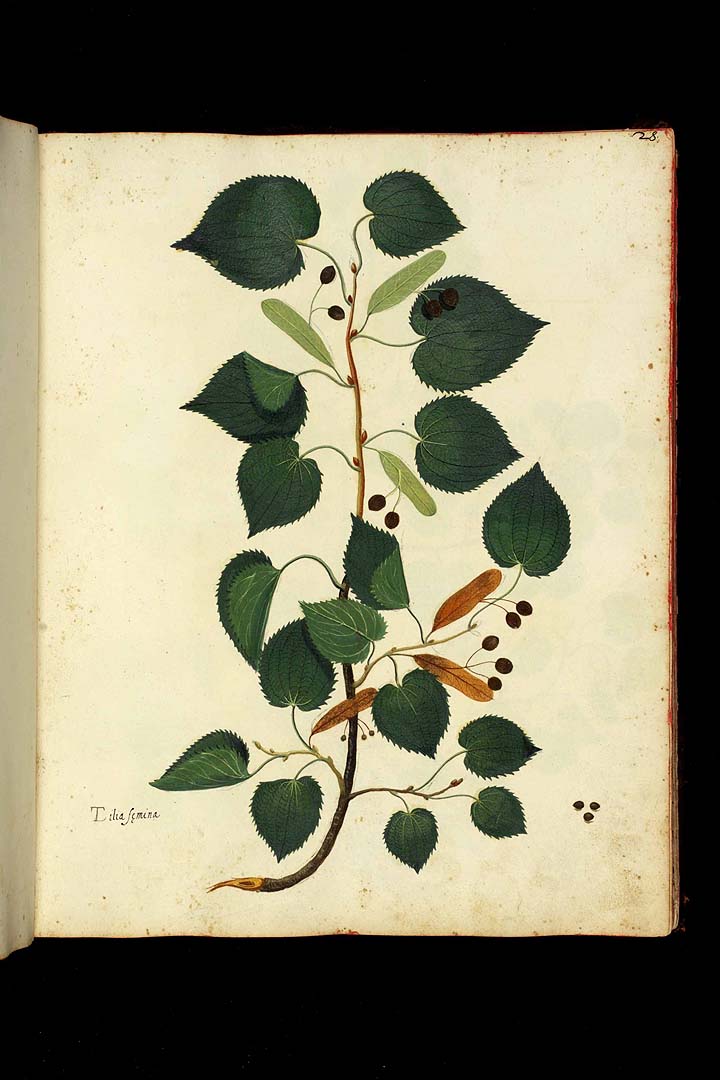 no HD illustration available