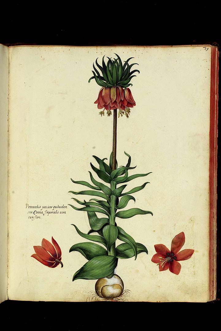 no HD illustration available