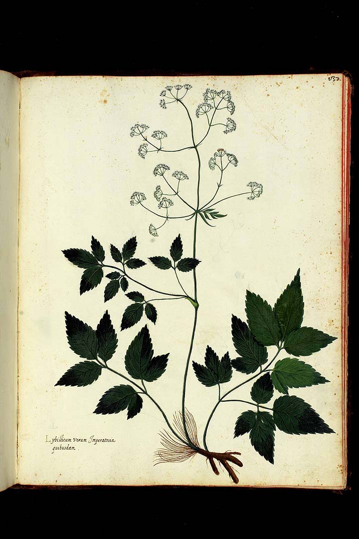 no HD illustration available