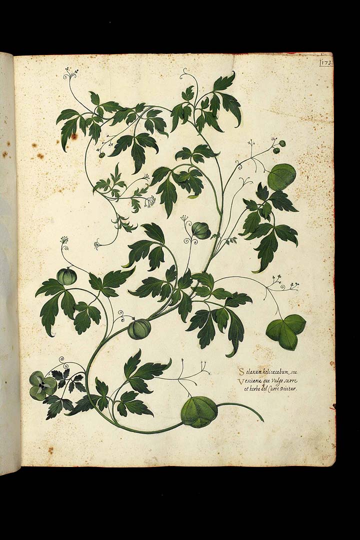 no HD illustration available