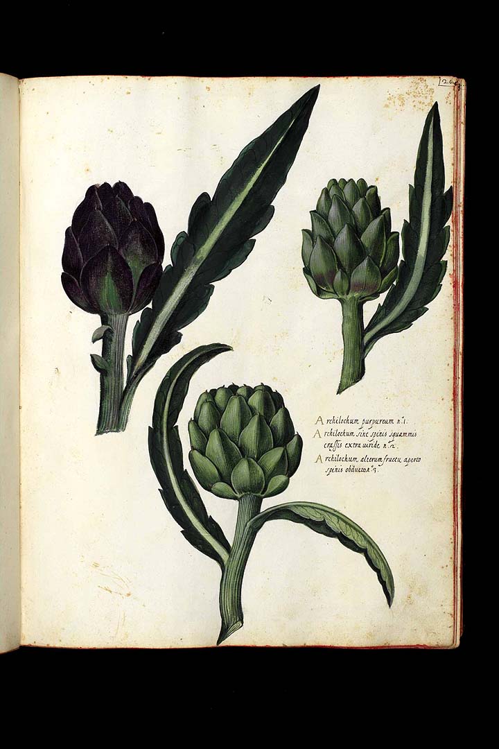 no HD illustration available