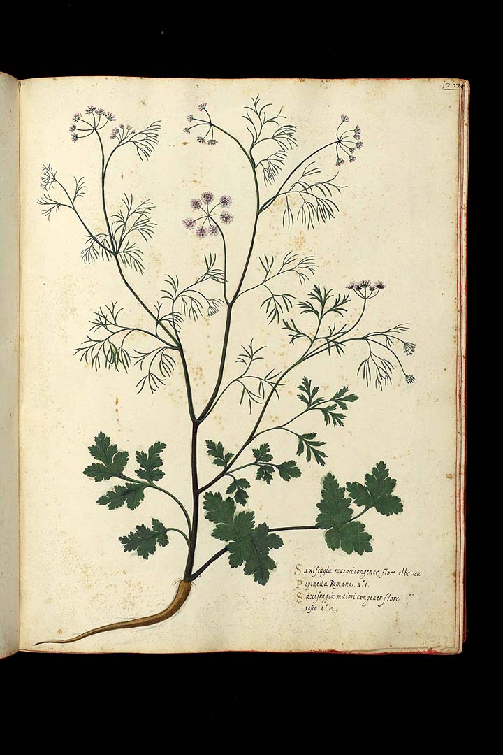 no HD illustration available