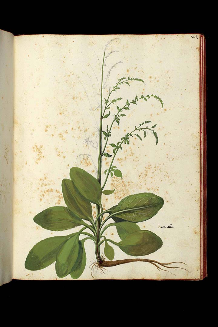 no HD illustration available