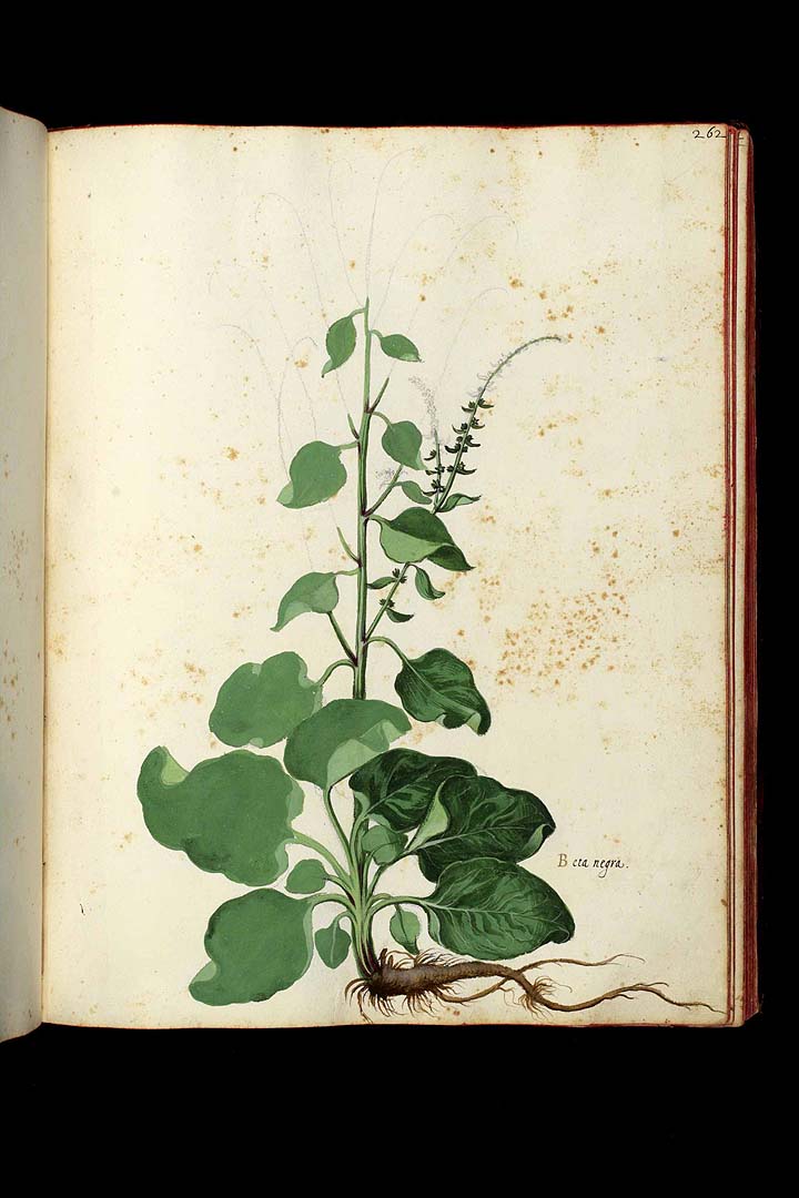 no HD illustration available