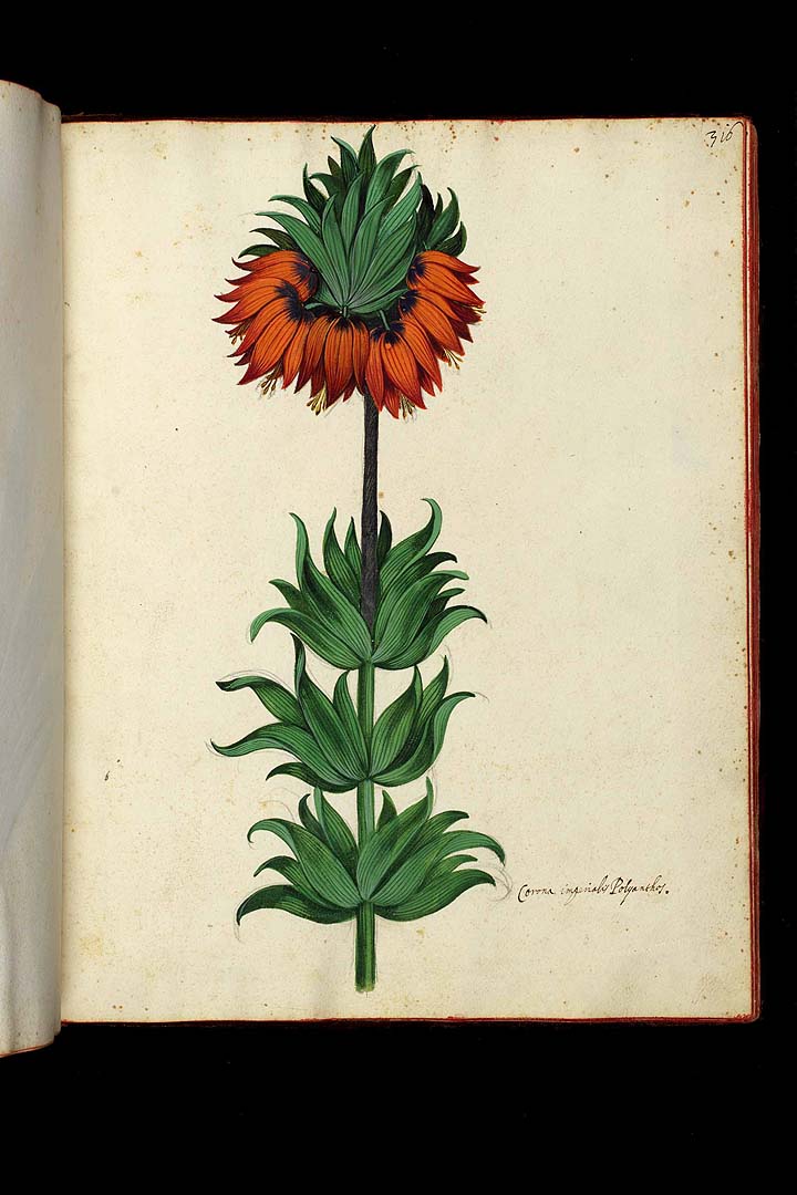 no HD illustration available