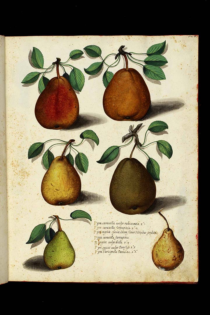 no HD illustration available