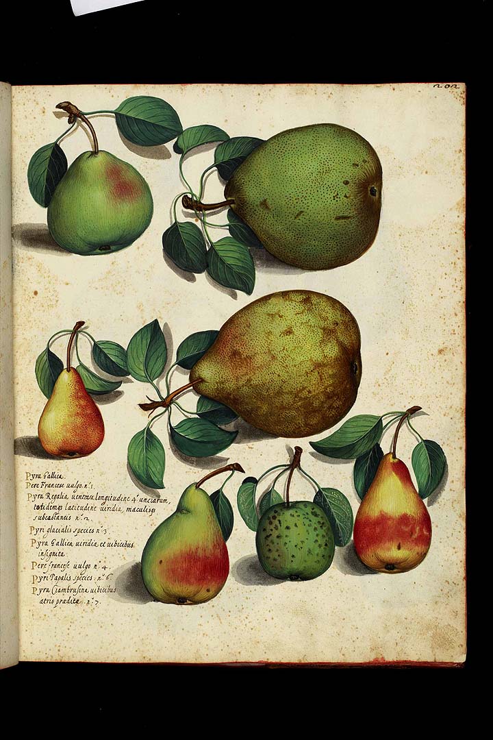 no HD illustration available