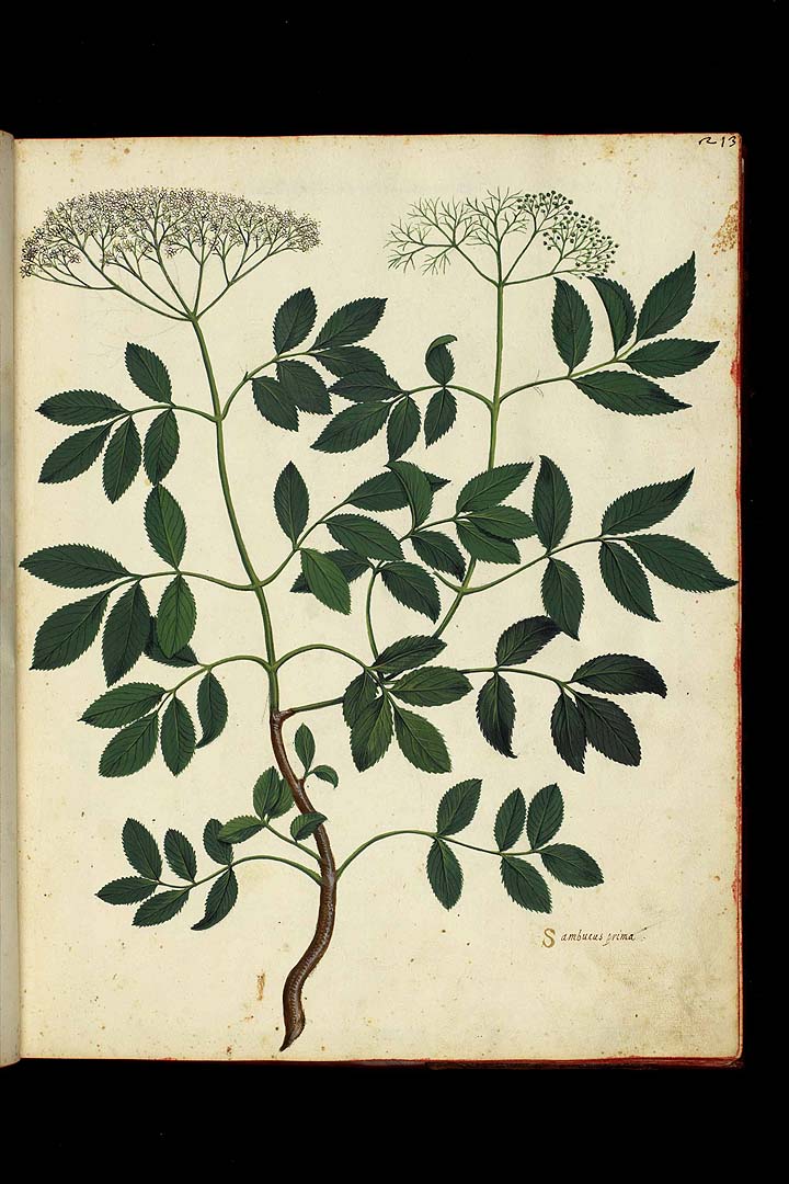 no HD illustration available