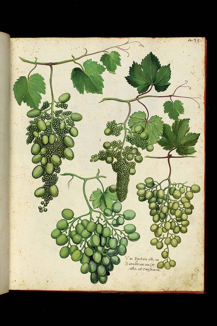 no HD illustration available