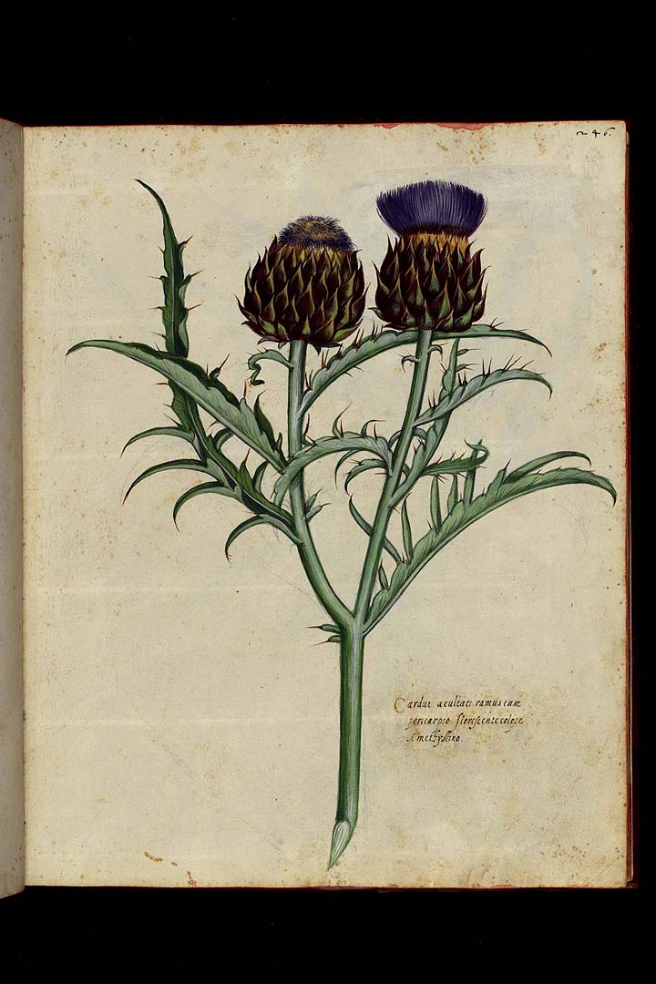 no HD illustration available