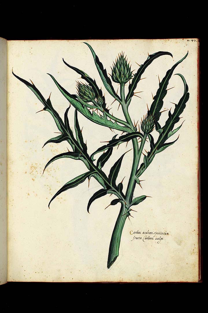 no HD illustration available