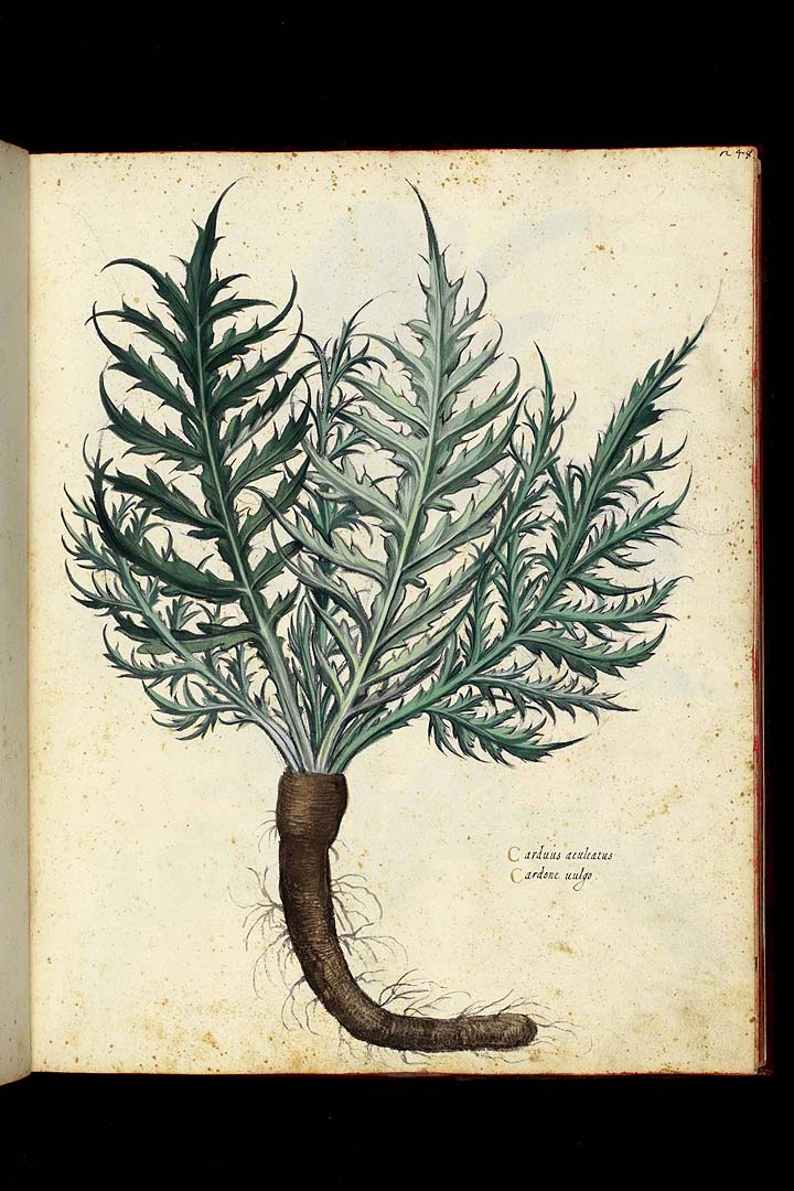 no HD illustration available