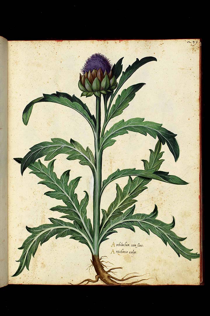 no HD illustration available