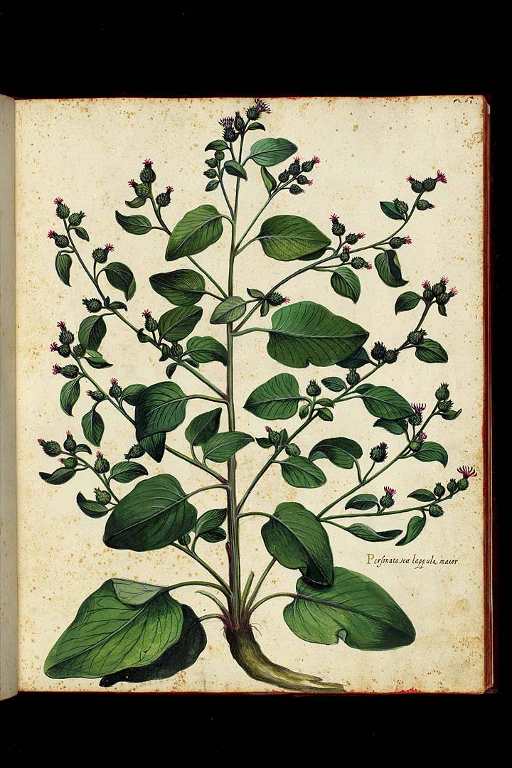 no HD illustration available