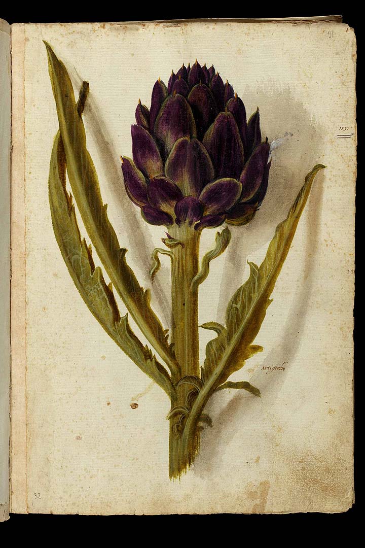 no HD illustration available