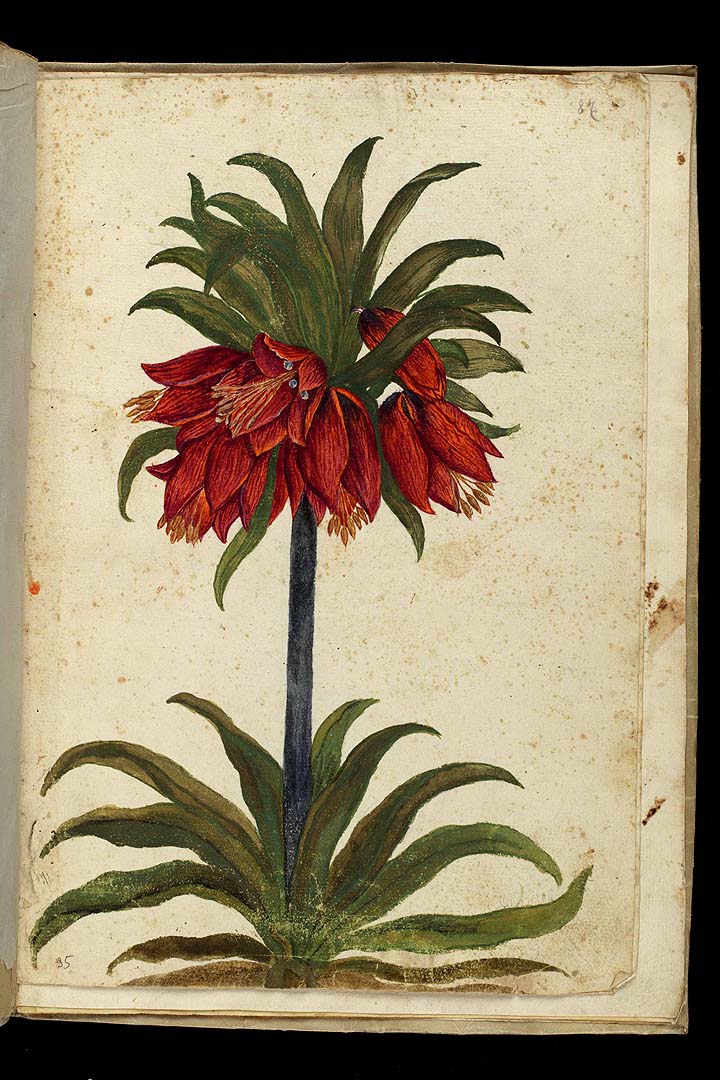 no HD illustration available