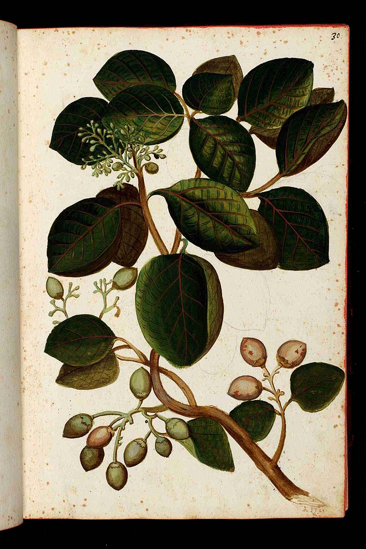 no HD illustration available