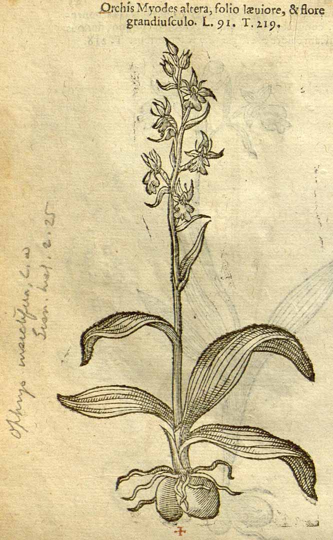 no HD illustration available (3)