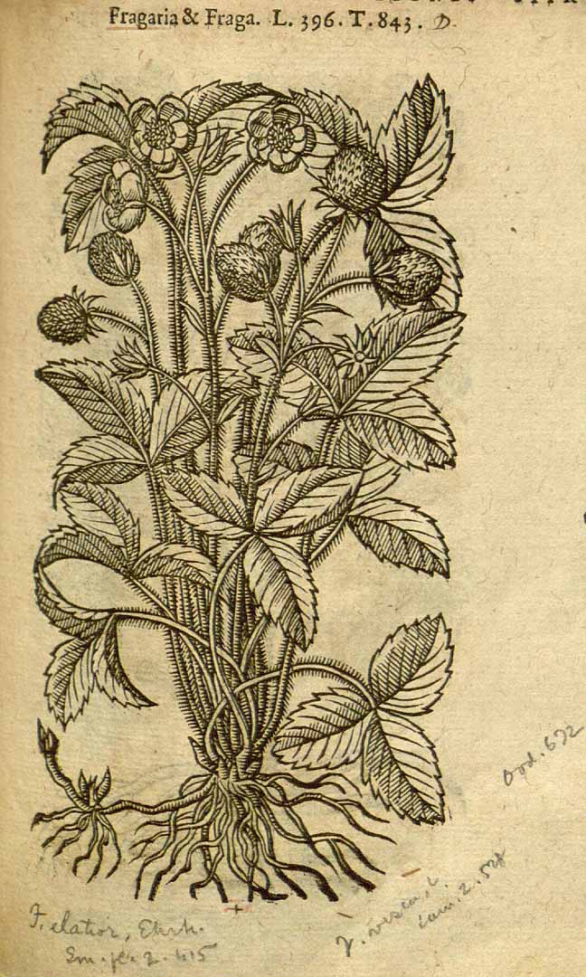 no HD illustration available (3)