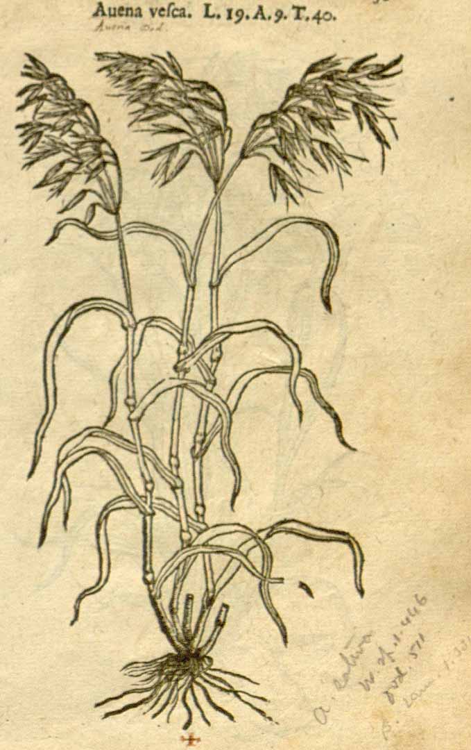 no HD illustration available (3)