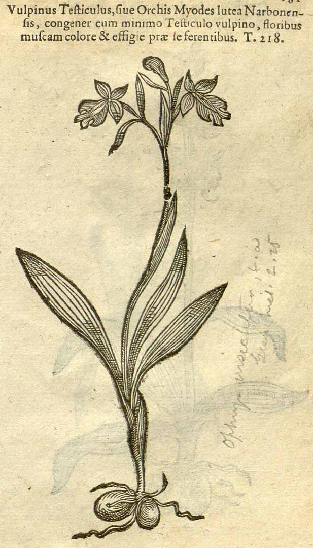 no HD illustration available (3)