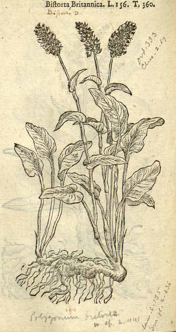 no HD illustration available (3)