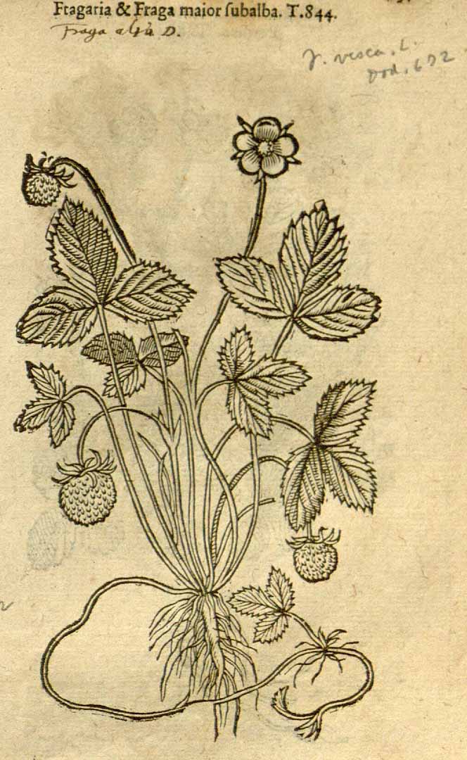 no HD illustration available (3)