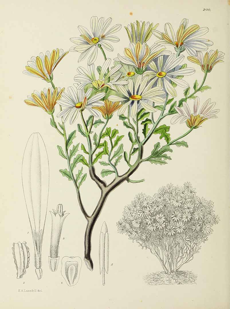 no HD illustration available