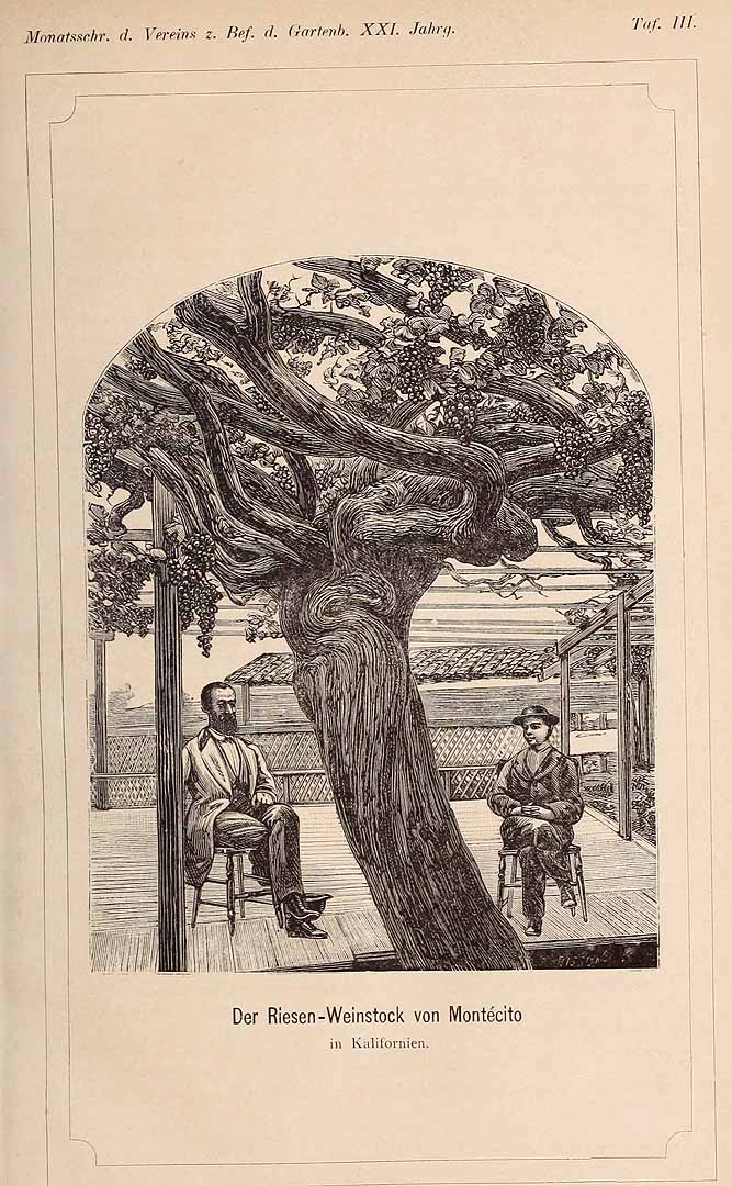 no HD illustration available (3)