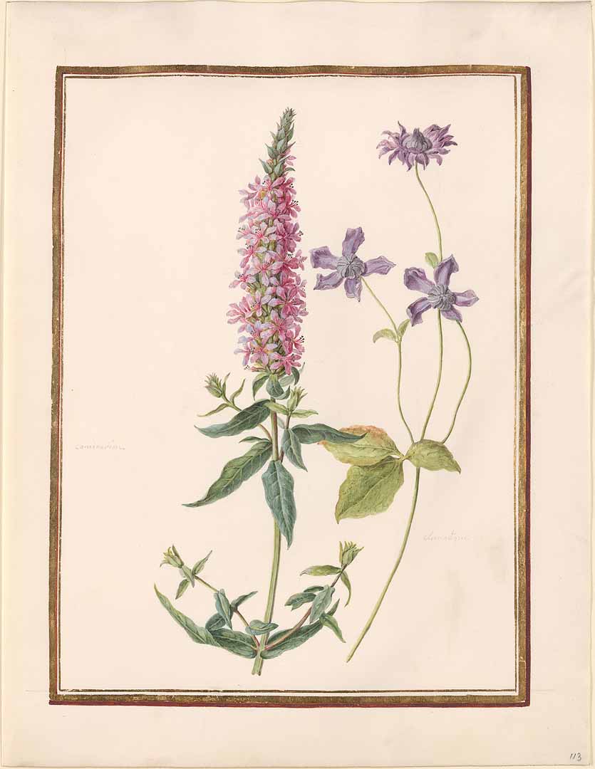 no HD illustration available (3)