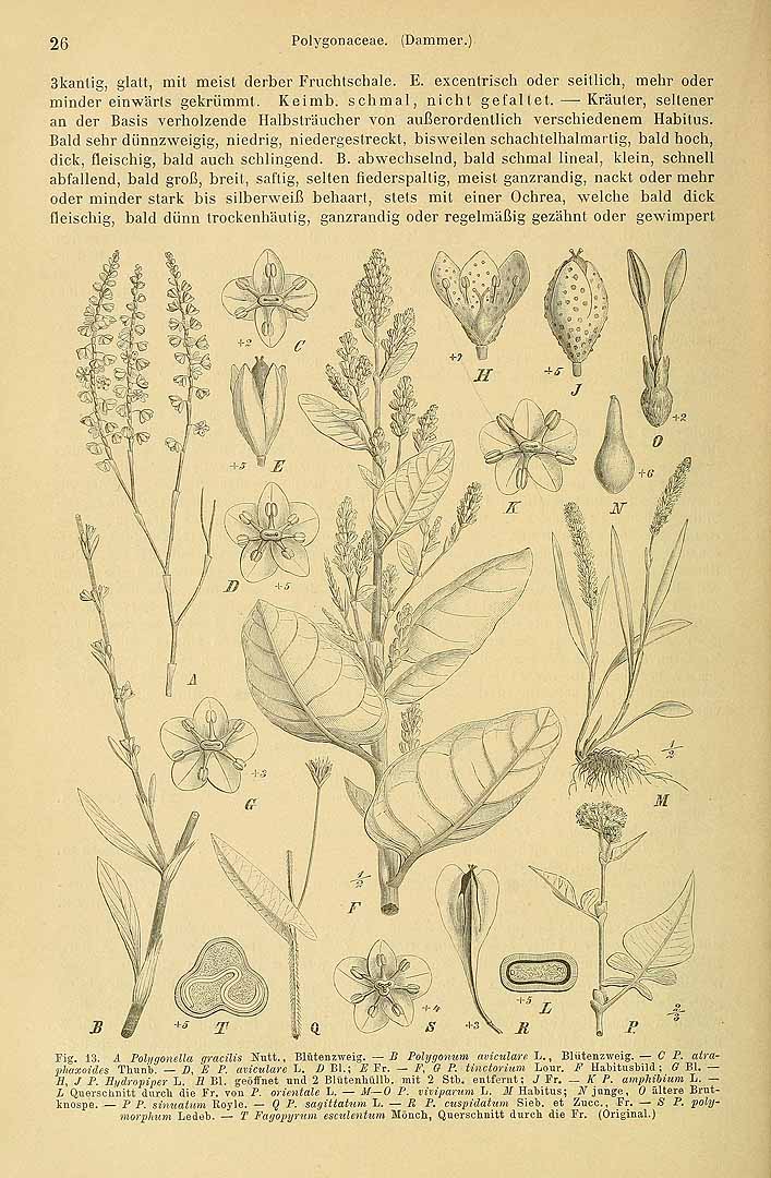 no HD illustration available (3)