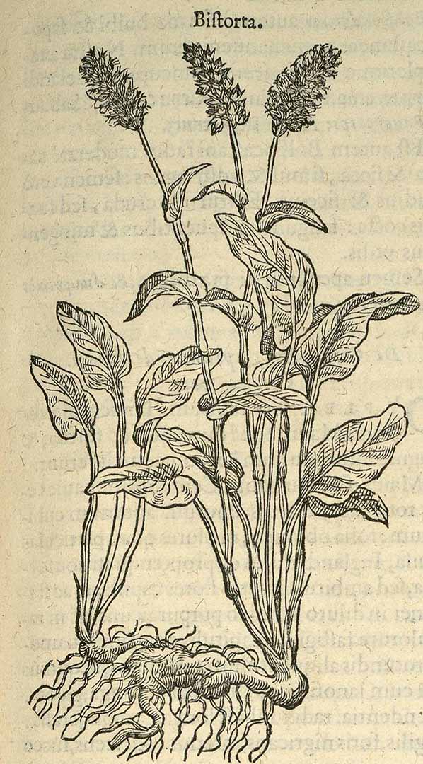 no HD illustration available (3)