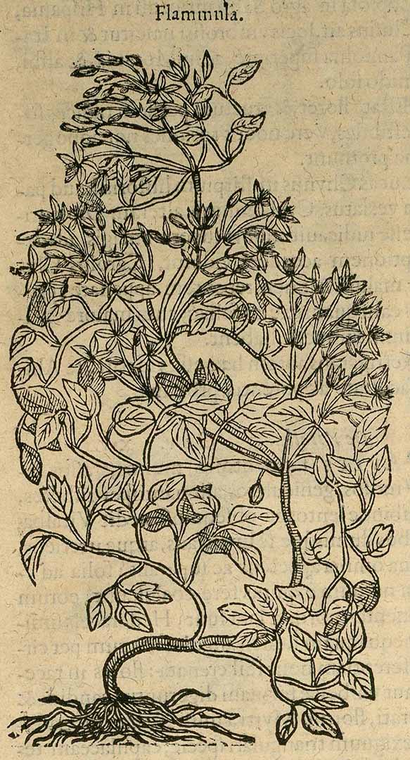 no HD illustration available (3)