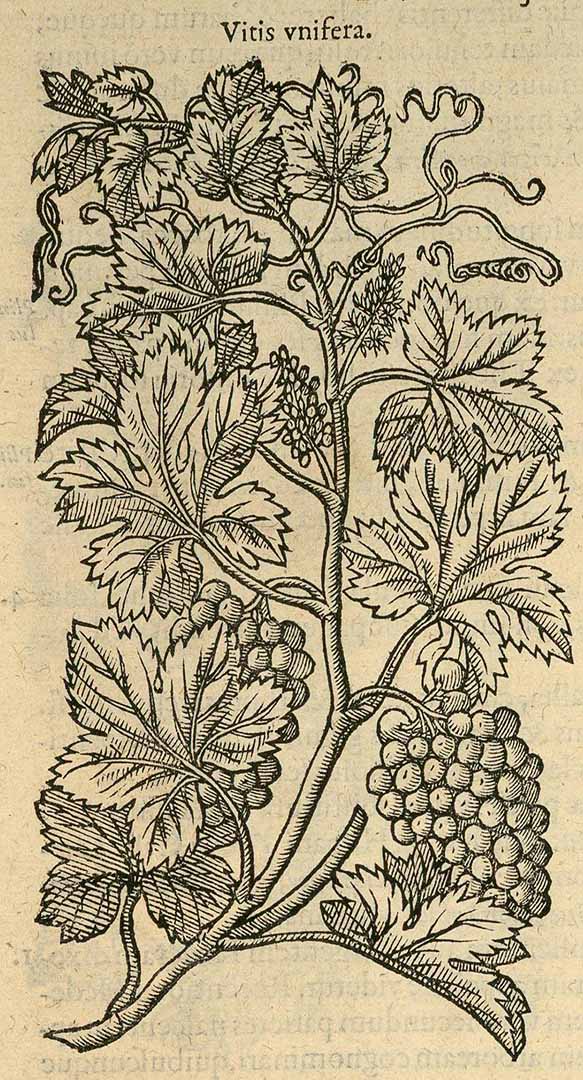 no HD illustration available (3)