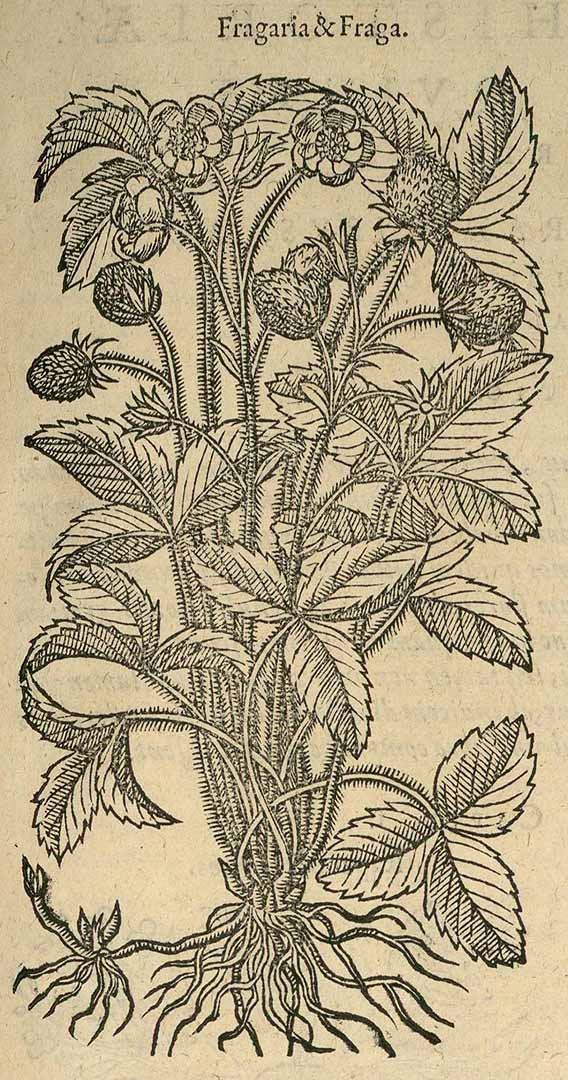 no HD illustration available (3)