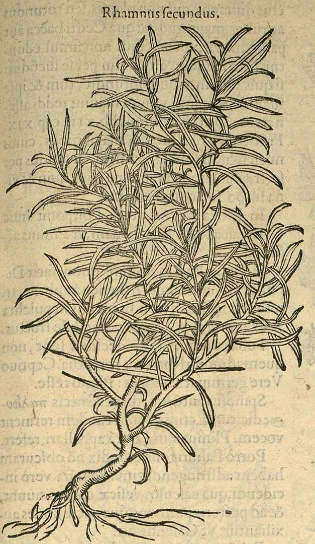 no HD illustration available (3)