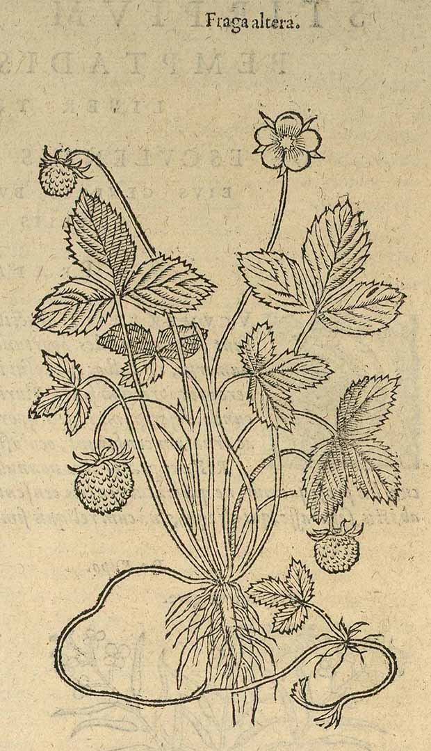 no HD illustration available (3)