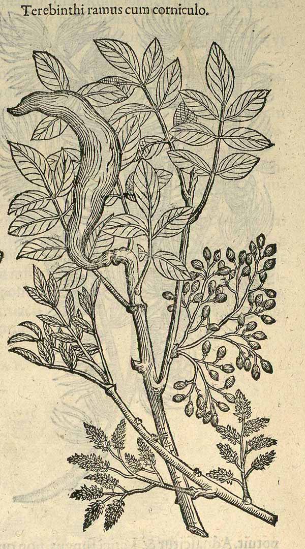 no HD illustration available (3)