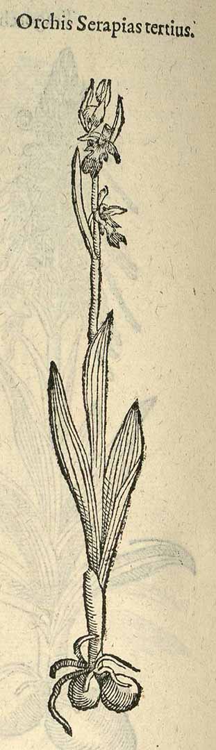 no HD illustration available (3)