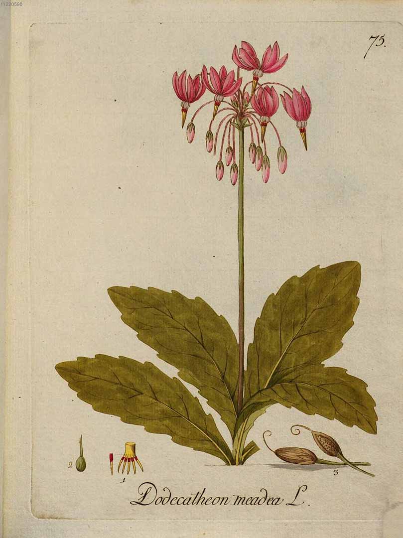 no HD illustration available (3)